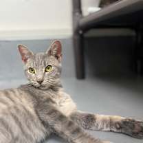 Thumbnail photo of Parrot #4