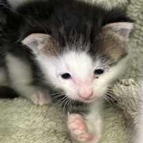 Thumbnail photo of Mokey #3