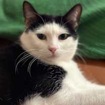 Thumbnail photo of Croquet #4