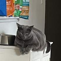 Thumbnail photo of Ryoko #1