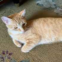 Thumbnail photo of Magma #3