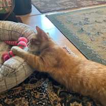 Thumbnail photo of Magma #4