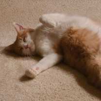 Thumbnail photo of Pisu #3