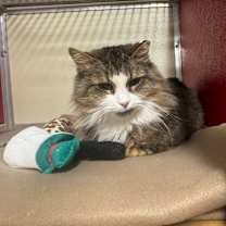 Thumbnail photo of Daria MH 21 #1