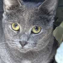 Thumbnail photo of Gambino #3