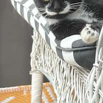 Thumbnail photo of Chuchu #3