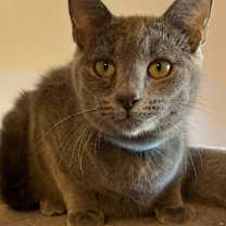 Thumbnail photo of Gambino #4