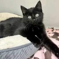 Thumbnail photo of Spookley #1