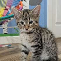 Thumbnail photo of Simba #1