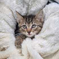 Thumbnail photo of Thirteen-C #1