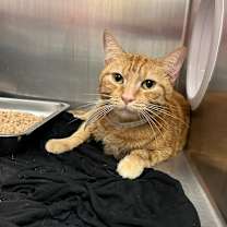 Thumbnail photo of Ms. Citrus #2