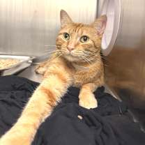 Thumbnail photo of Ms. Citrus #3