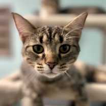 Thumbnail photo of Pepper #1