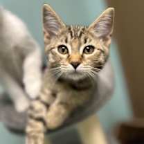 Thumbnail photo of Pepper #2