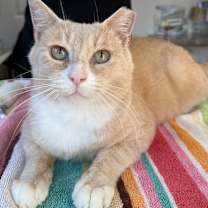 Thumbnail photo of Stoop Guy #1