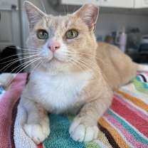 Thumbnail photo of Stoop Guy #3