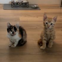 Thumbnail photo of Peep #2