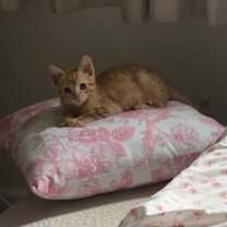 Thumbnail photo of Peep #1