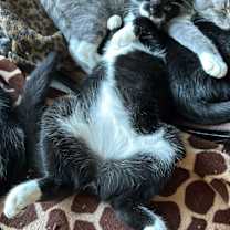 Thumbnail photo of Chuchu #4