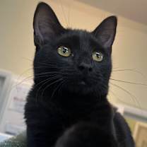 Thumbnail photo of Lemon #3