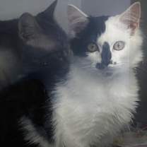 Thumbnail photo of Quincy #2