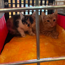 Thumbnail photo of Peep #4