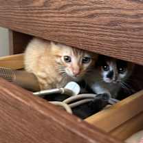 Thumbnail photo of Peep #3