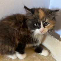 Thumbnail photo of Peekaboo #2