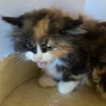 Thumbnail photo of Peekaboo #3