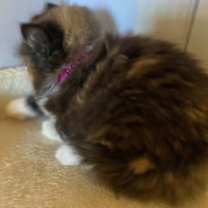 Thumbnail photo of Peekaboo #4