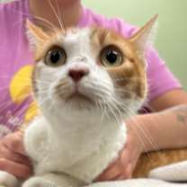 Thumbnail photo of DAFFODIL #2