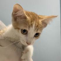 Thumbnail photo of DAFFODIL #3