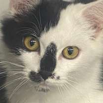 Thumbnail photo of Quincy #1