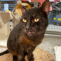 Thumbnail photo of Bert #1