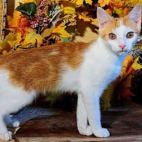 Thumbnail photo of KITTEN CLARENCE #1