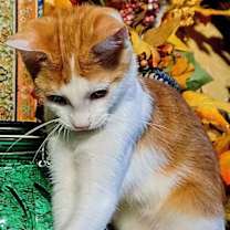 Thumbnail photo of KITTEN CLARENCE #2