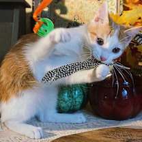 Thumbnail photo of KITTEN CLARENCE #3