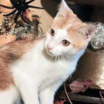 Thumbnail photo of KITTEN CLARENCE #4