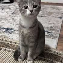 Thumbnail photo of Pearl #2