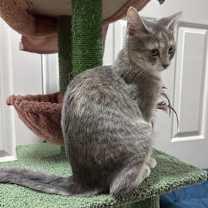 Thumbnail photo of Pearl #3