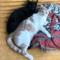 Thumbnail photo of Niko #1