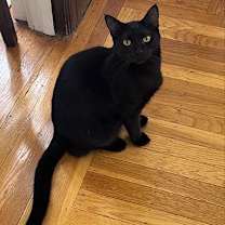 Thumbnail photo of Niko #4