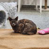 Thumbnail photo of Beep #2