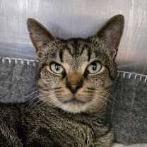 Thumbnail photo of Mr. Manx #1