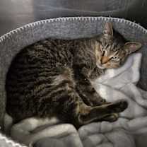 Thumbnail photo of Mr. Manx #2