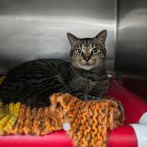 Thumbnail photo of Mr. Manx #3