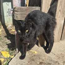 Thumbnail photo of Dahlia #2