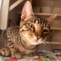 Thumbnail photo of Seahorse  #1