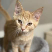 Thumbnail photo of Red Hot #4