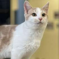 Thumbnail photo of Pipsqueak #3